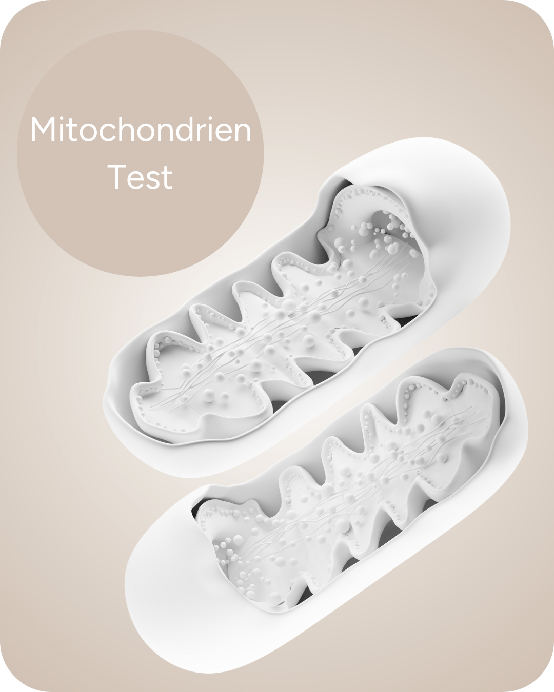 Mitochondrien-Test